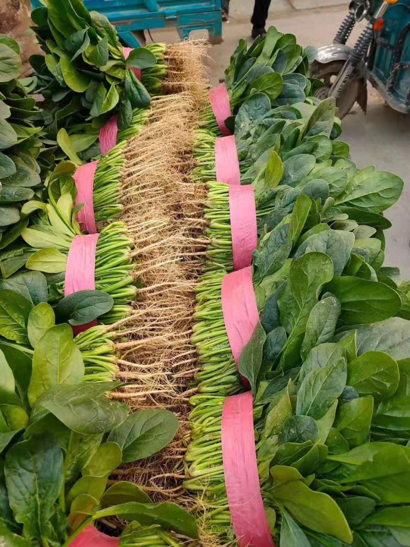 农田地头现挖菠菜精品菠菜一手货源产地直供电商一件代发
