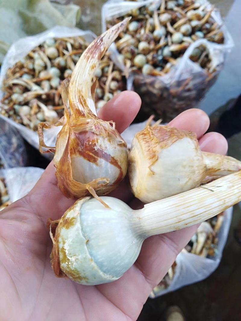 云南石屏县蔬菜代收批发