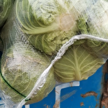 优质旺旺甘蓝,翠绿鲜嫩,产地直销,一手货源,保质保量