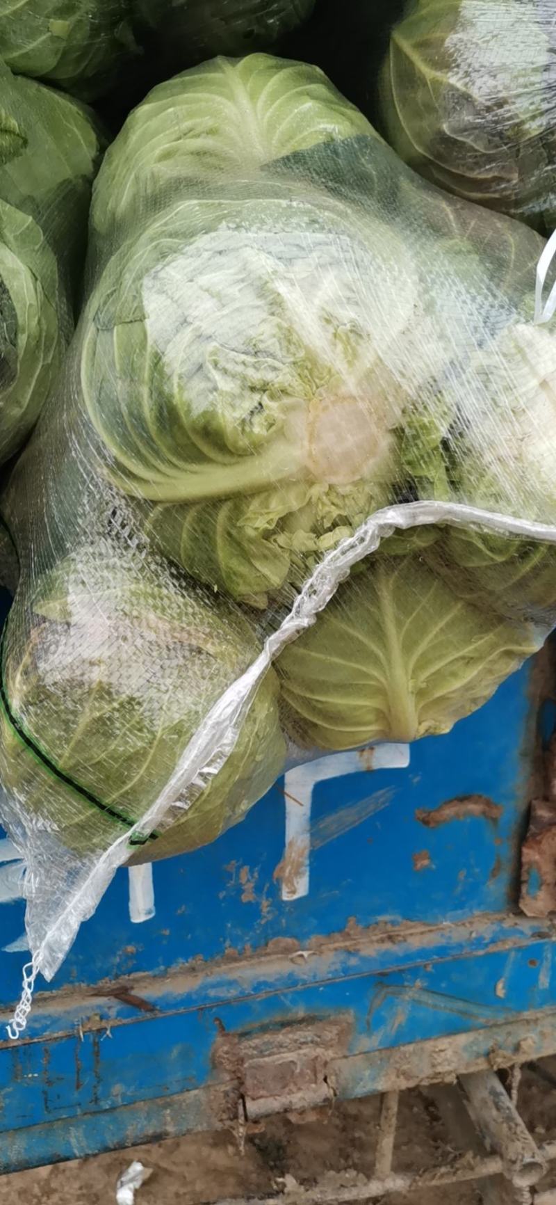优质旺旺甘蓝,翠绿鲜嫩,产地直销,一手货源,保质保量
