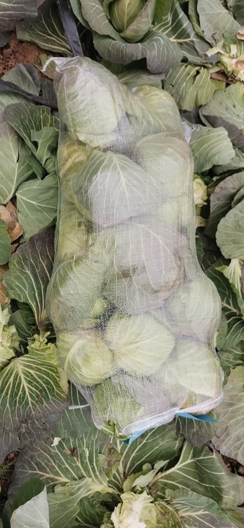 优质旺旺甘蓝,翠绿鲜嫩,产地直销,一手货源,保质保量
