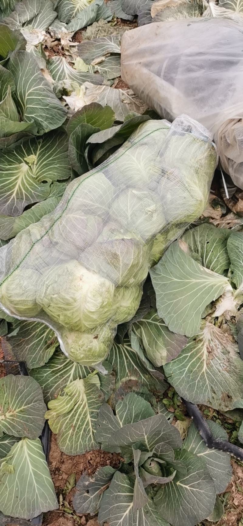 优质旺旺甘蓝,翠绿鲜嫩,产地直销,一手货源,保质保量