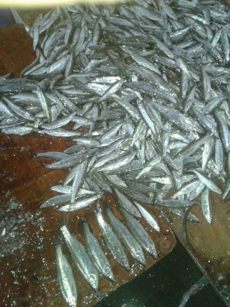 淡水，蓝刀鱼，小白条