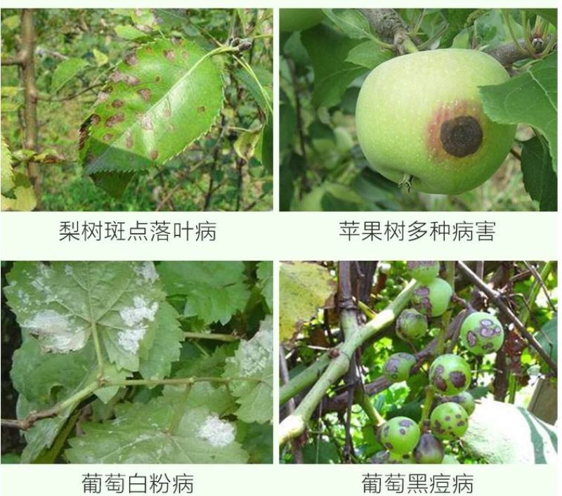 壮丁75%百菌清蓝粉蓝色百菌清蔬菜果树广谱高效杀菌剂