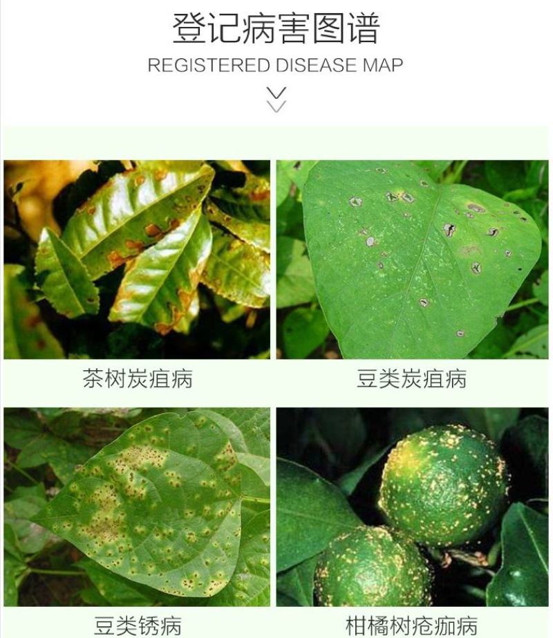 壮丁75%百菌清蓝粉蓝色百菌清蔬菜果树广谱高效杀菌剂