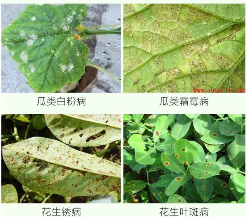 壮丁75%百菌清蓝粉蓝色百菌清蔬菜果树广谱高效杀菌剂