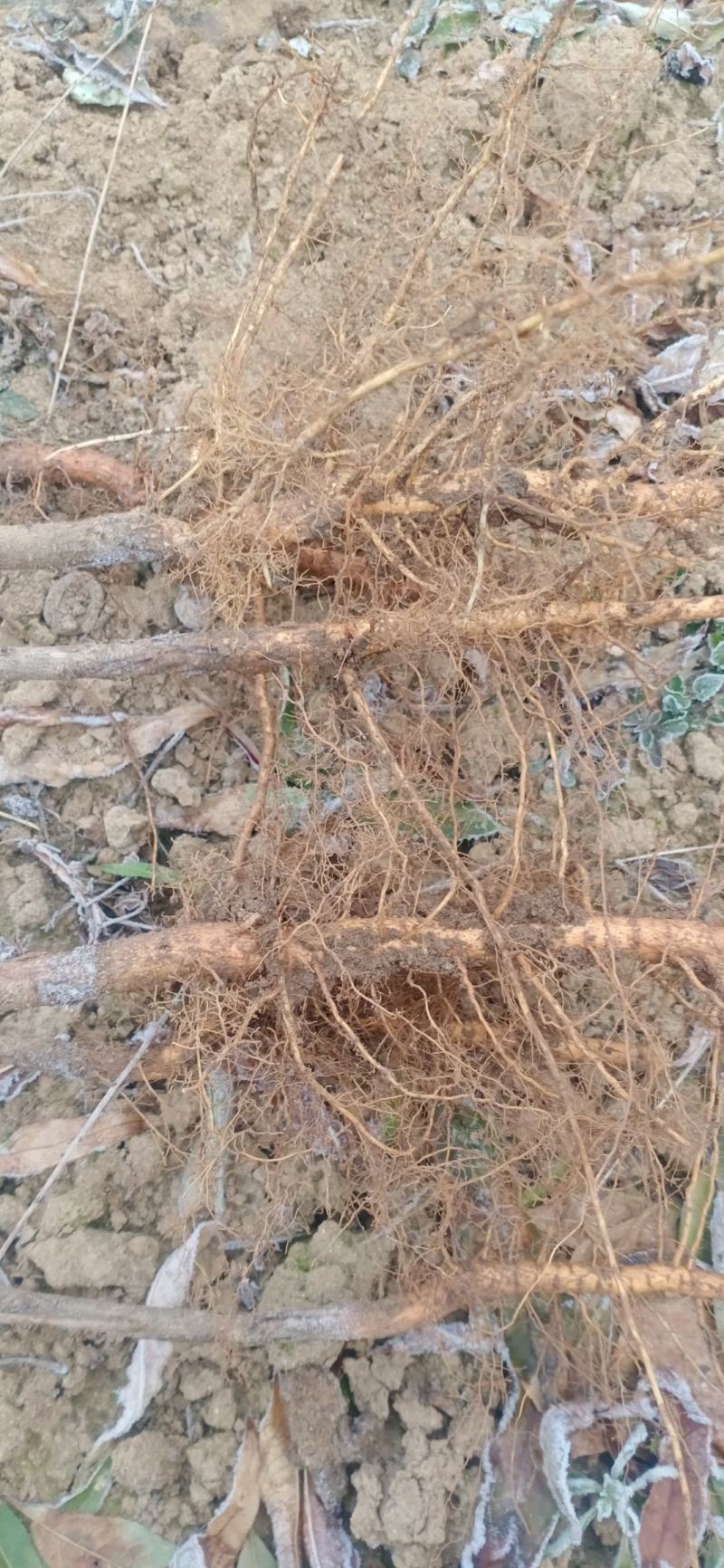 占地毛桃长期供应桃树苗毛桃可嫁接桃树实生苗批发零售