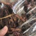 回春草顶天柱保庆药业回春草实拍现货干度好