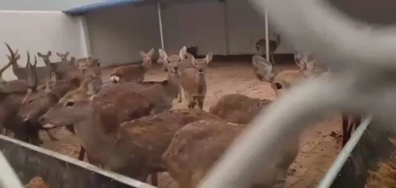 梅花鹿宠物饲养简单抗病能力强适应能力强一手货源