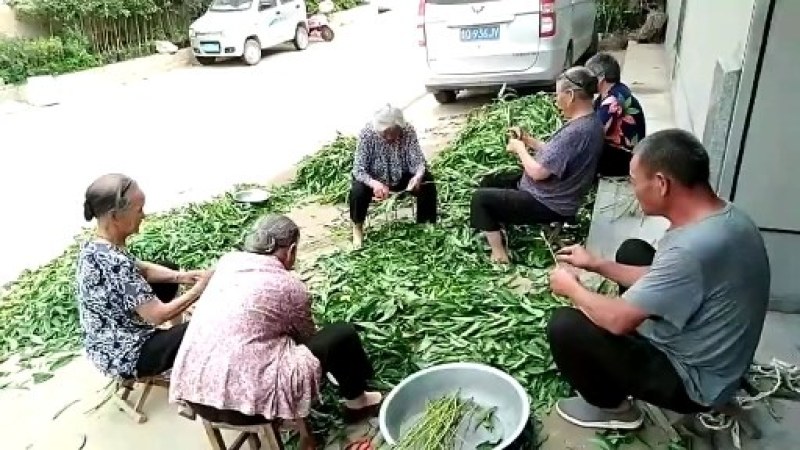 五月早熟桃树苗桃树苗单果平均400克【速生生长结果快】