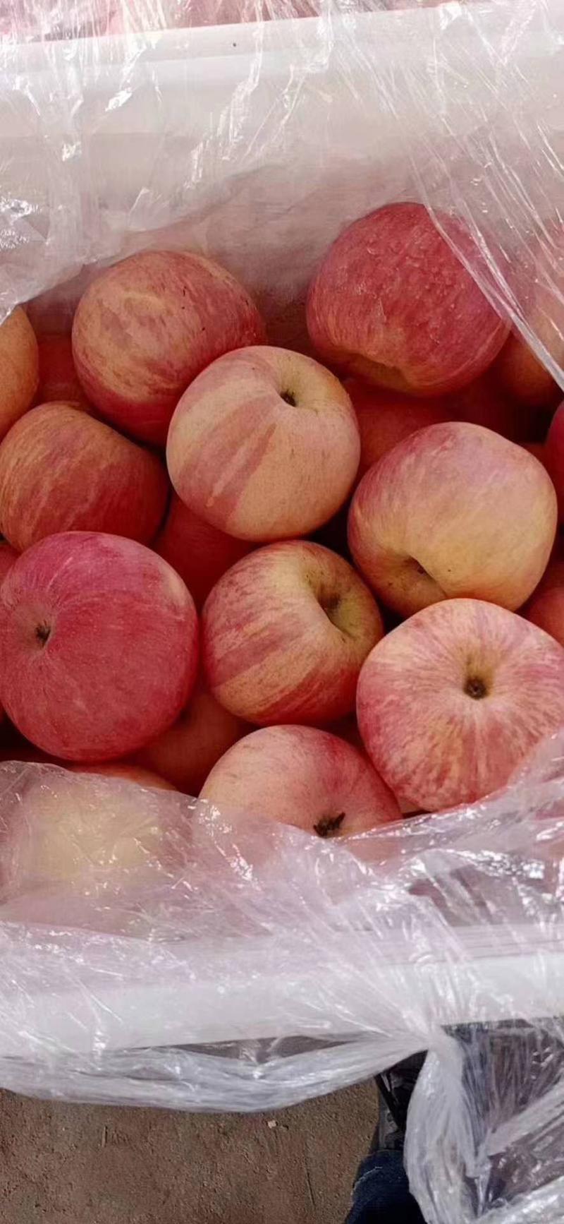 山东日照优质红富士苹果种植基地，苹果种植合作社