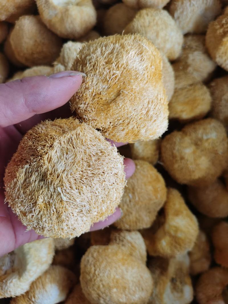 猴头菇大量批发欢迎新老客户选购量多从优，长期供应