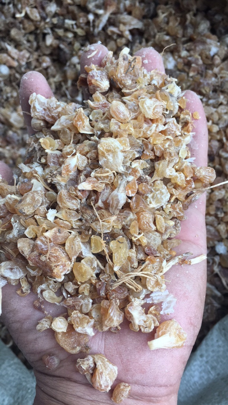 薤白，无硫蒸煮、自然晾干，过风车干净无杂！