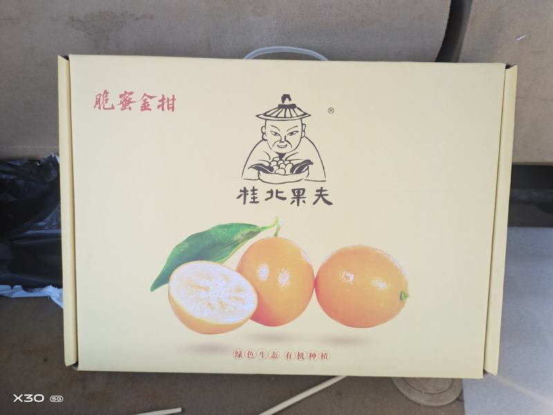 长期大量供应脆蜜金桔大杯苗，地苗，是目前果中王