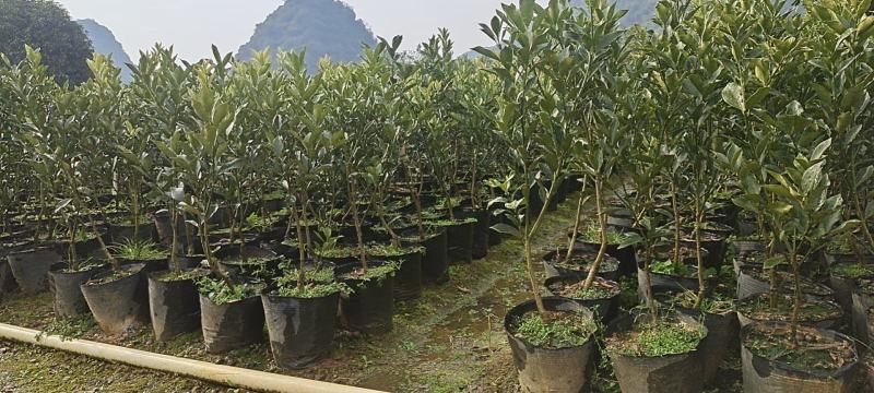 长期大量供应脆蜜金桔大杯苗，地苗，是目前果中王