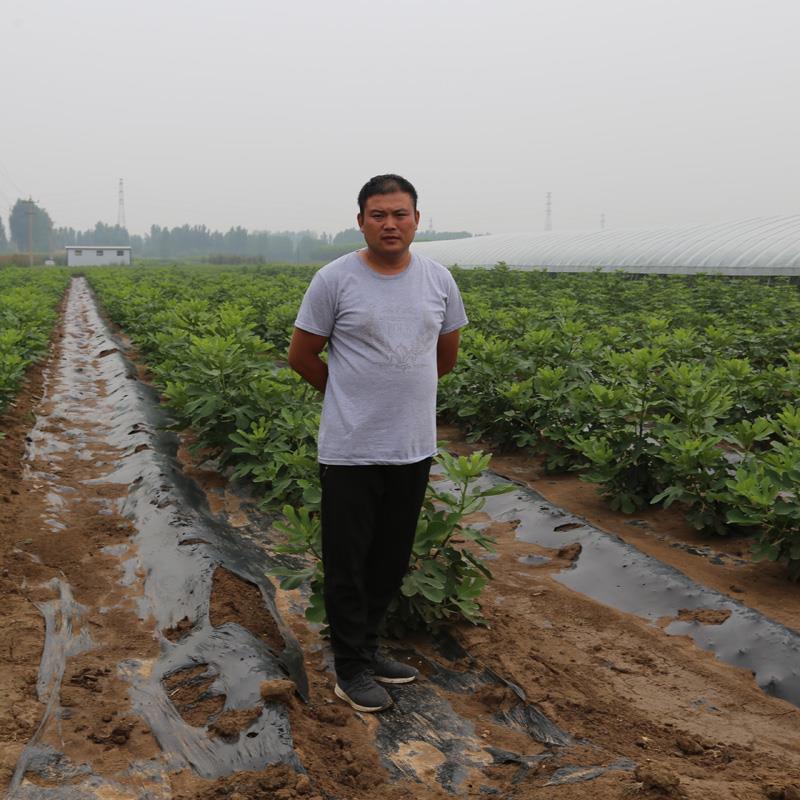 [荐]波姬红无花果花果树苗基地直供现挖现发技术指导