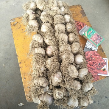 大蒜，本地种的紫皮，个大，味道浓烈