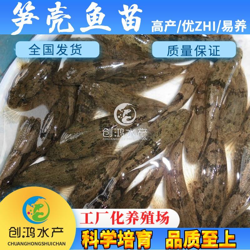 优质笋壳鱼苗泰国笋壳鱼苗杂交笋壳鱼苗淡水养殖