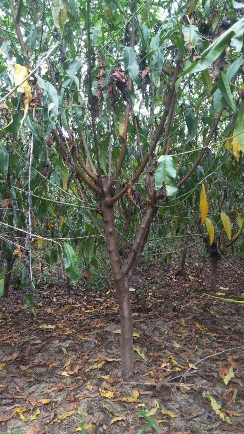 优质嫁接桃树苗品种的桃树苗占地苗大量供应