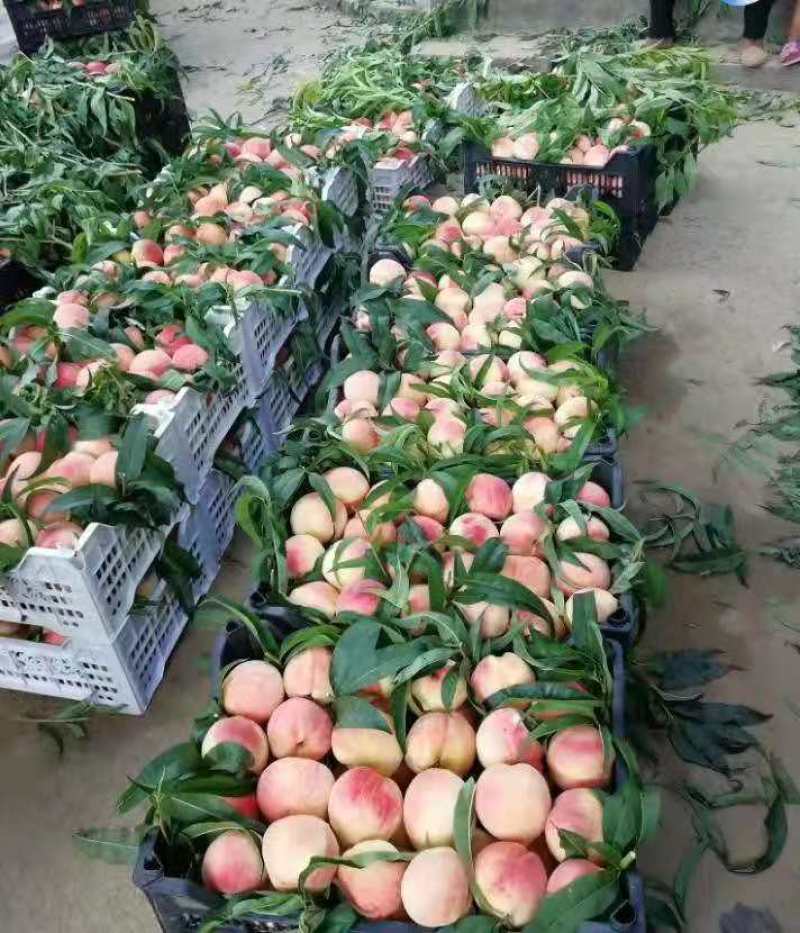 优质嫁接桃树苗品种的桃树苗占地苗大量供应