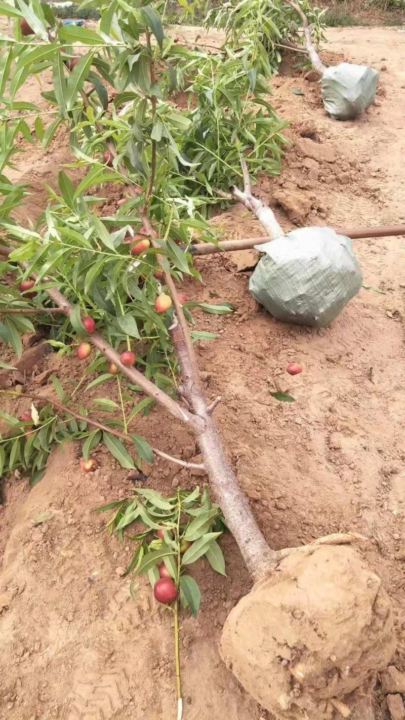 优质嫁接桃树苗品种的桃树苗占地苗大量供应