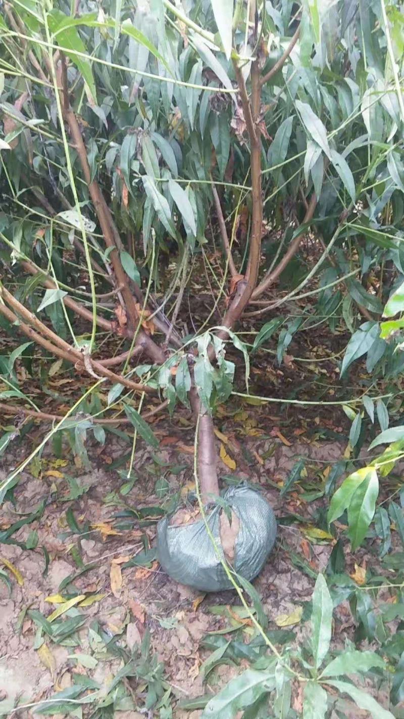 优质嫁接桃树苗品种的桃树苗占地苗大量供应