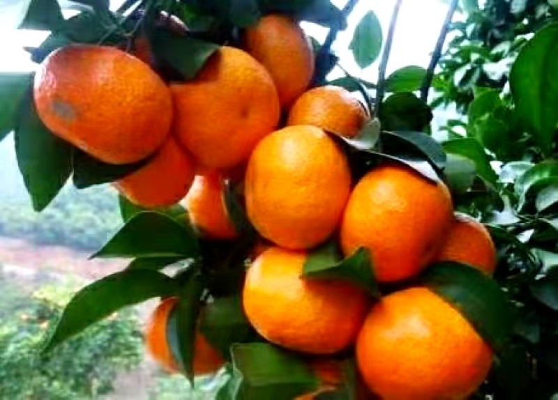 正宗沙糖桔，无籽无渣，清甜起沙，果园现摘现装，欢迎订购