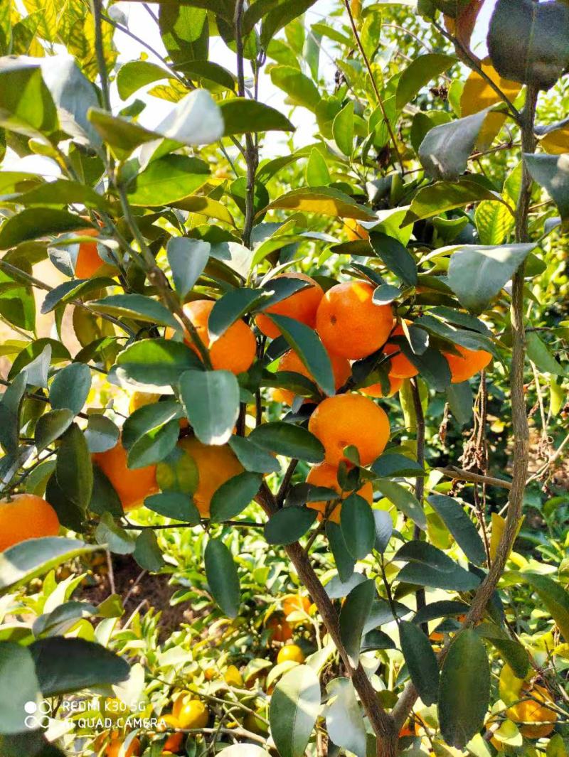 正宗沙糖桔，无籽无渣，清甜起沙，果园现摘现装，欢迎订购