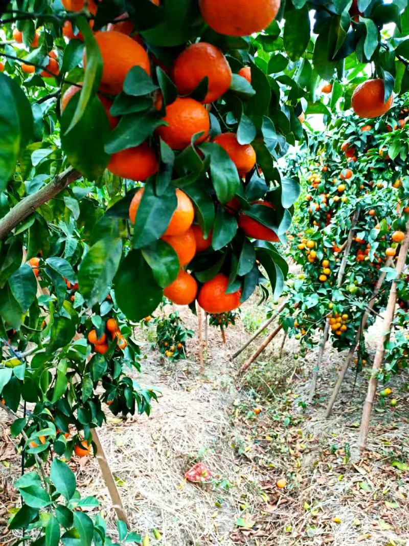 正宗沙糖桔，无籽无渣，清甜起沙，果园现摘现装，欢迎订购