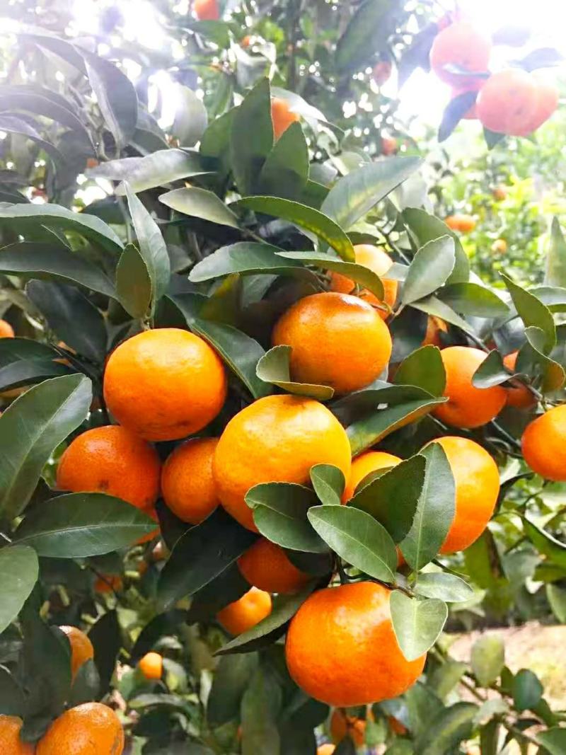 正宗沙糖桔，无籽无渣，清甜起沙，果园现摘现装，欢迎订购