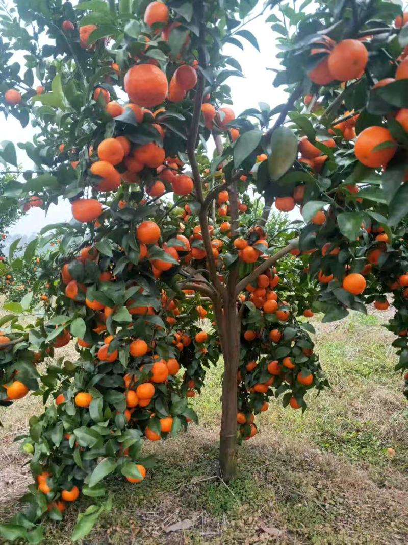 正宗沙糖桔，无籽无渣，清甜起沙，果园现摘现装，欢迎订购