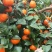 正宗沙糖桔，无籽无渣，清甜起沙，果园现摘现装，欢迎订购
