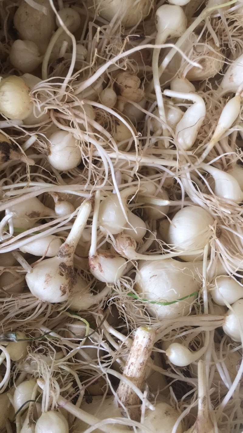 薤白，无硫蒸煮、自然晾干，过风车干净无杂！