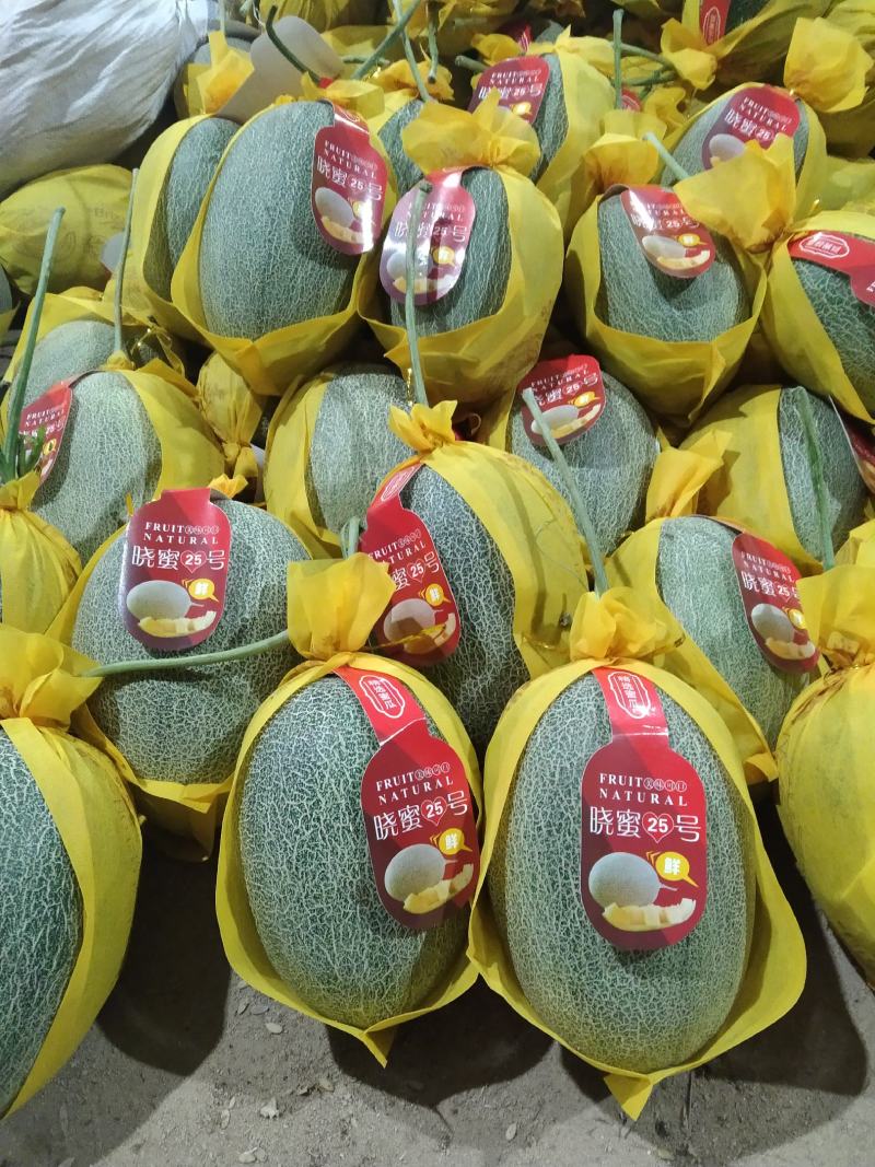 哈密瓜海南哈密瓜精品小密二十五号