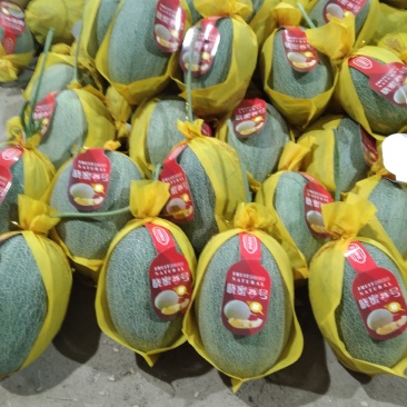 哈密瓜海南哈密瓜精品小密二十五号