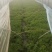 大棚新鲜芦蒿要上市啦