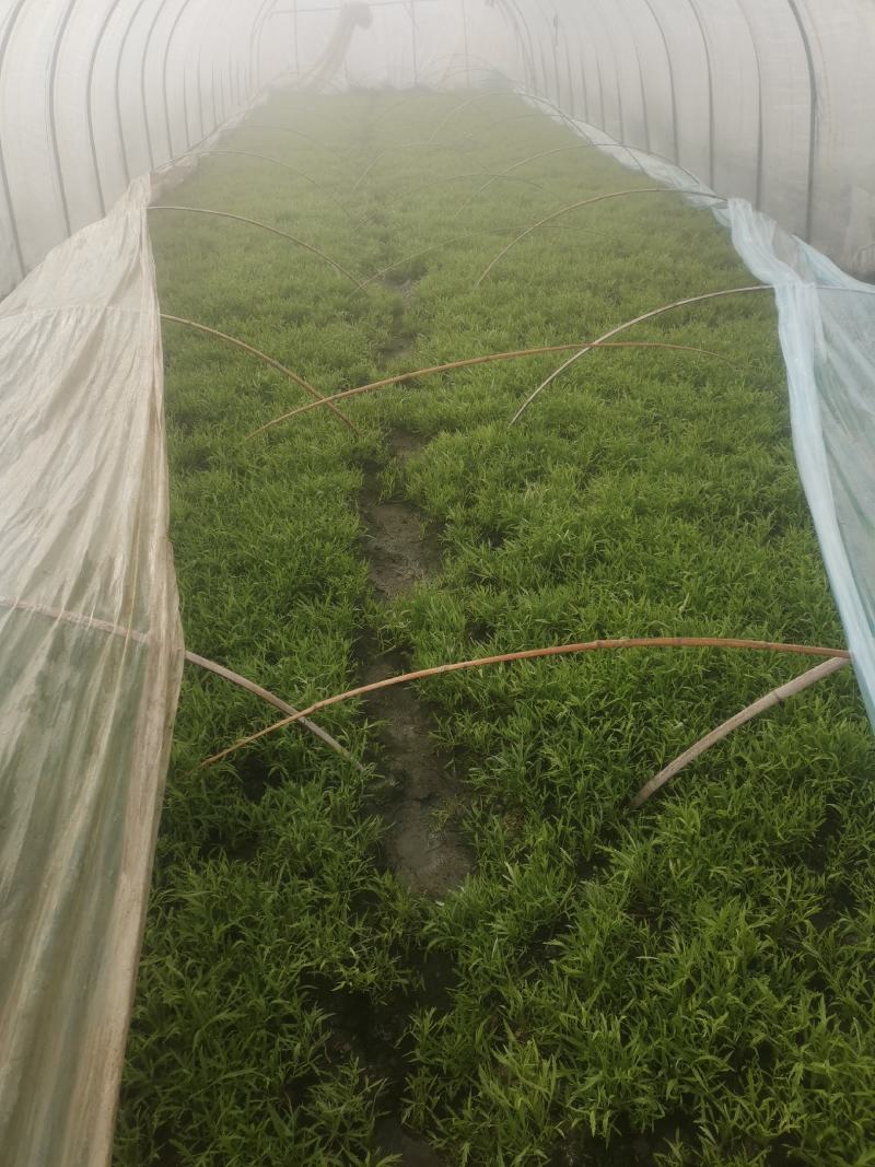 大棚新鲜芦蒿要上市啦