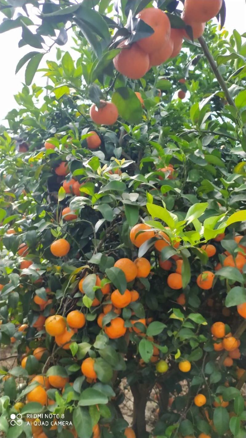 正宗沙糖桔，无籽无渣，清甜起沙，果园现摘现装，欢迎订购