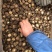 特级厚香菇干货黑面菇金钱菇食用菌原产地种植基地批发