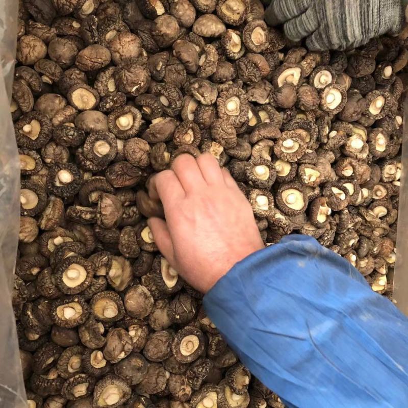 特级厚香菇干货黑面菇金钱菇食用菌原产地种植基地批发