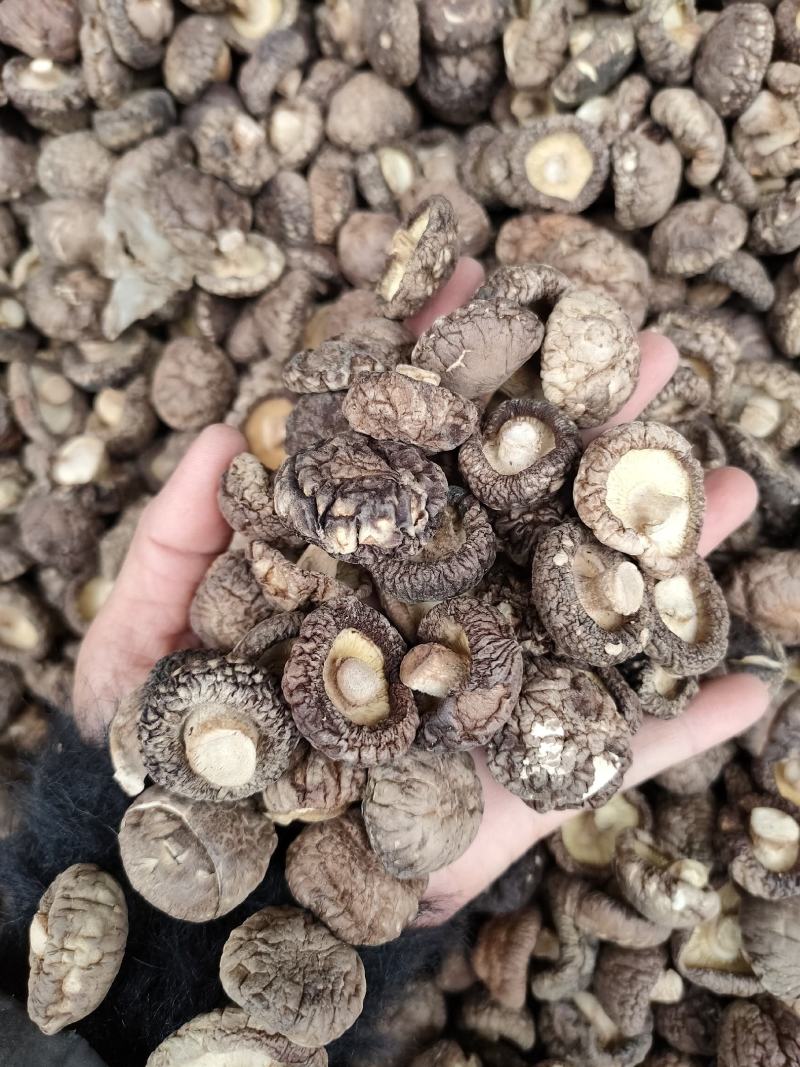 特级厚香菇干货黑面菇金钱菇食用菌原产地种植基地批发