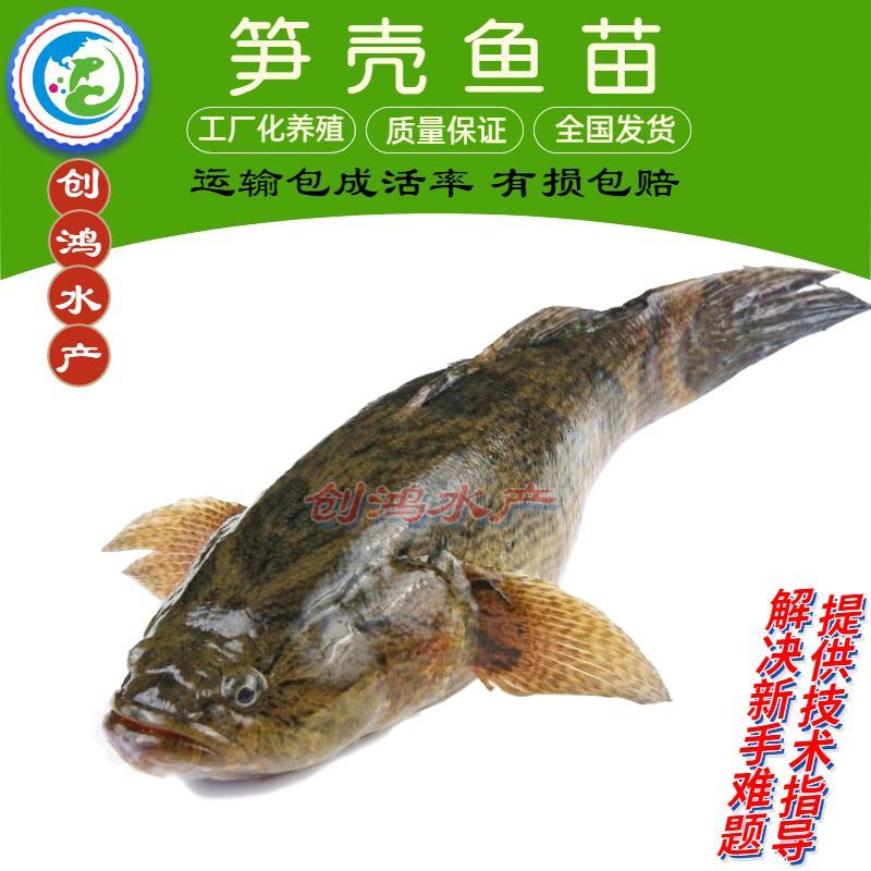 优质笋壳鱼苗泰国笋壳鱼苗杂交笋壳鱼苗淡水养殖