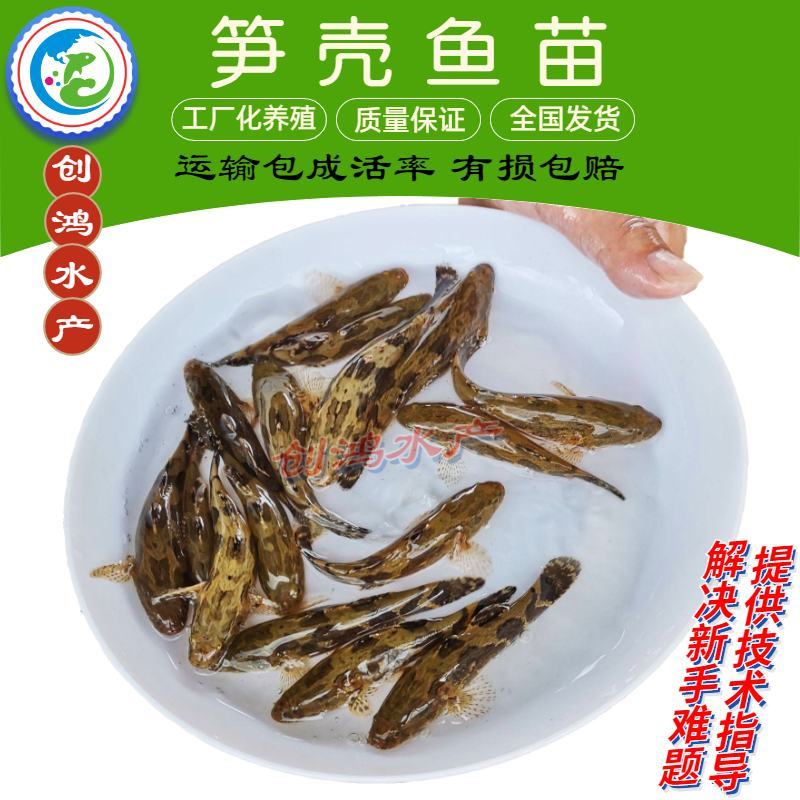 【淡水鱼苗】泰国笋壳鱼苗杂交笋壳鱼苗云斑尖塘鳢
