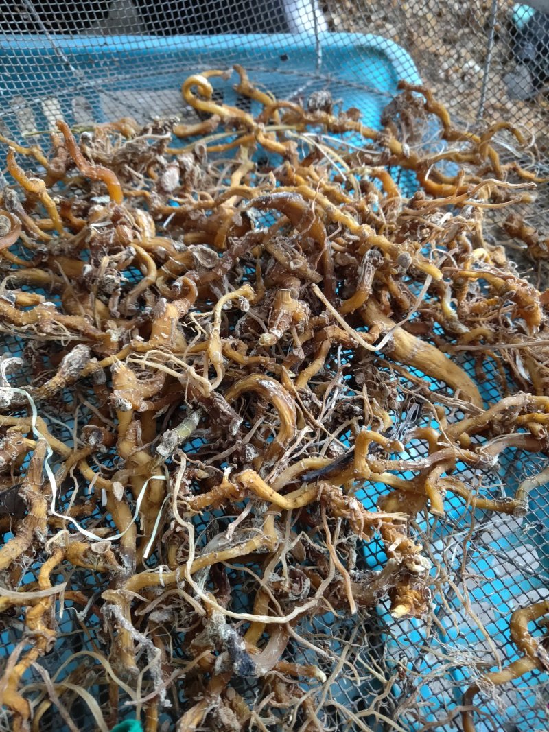 云南野生玉竹玉竹干无硫
