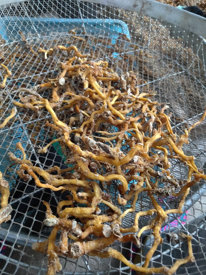 云南野生玉竹玉竹干无硫