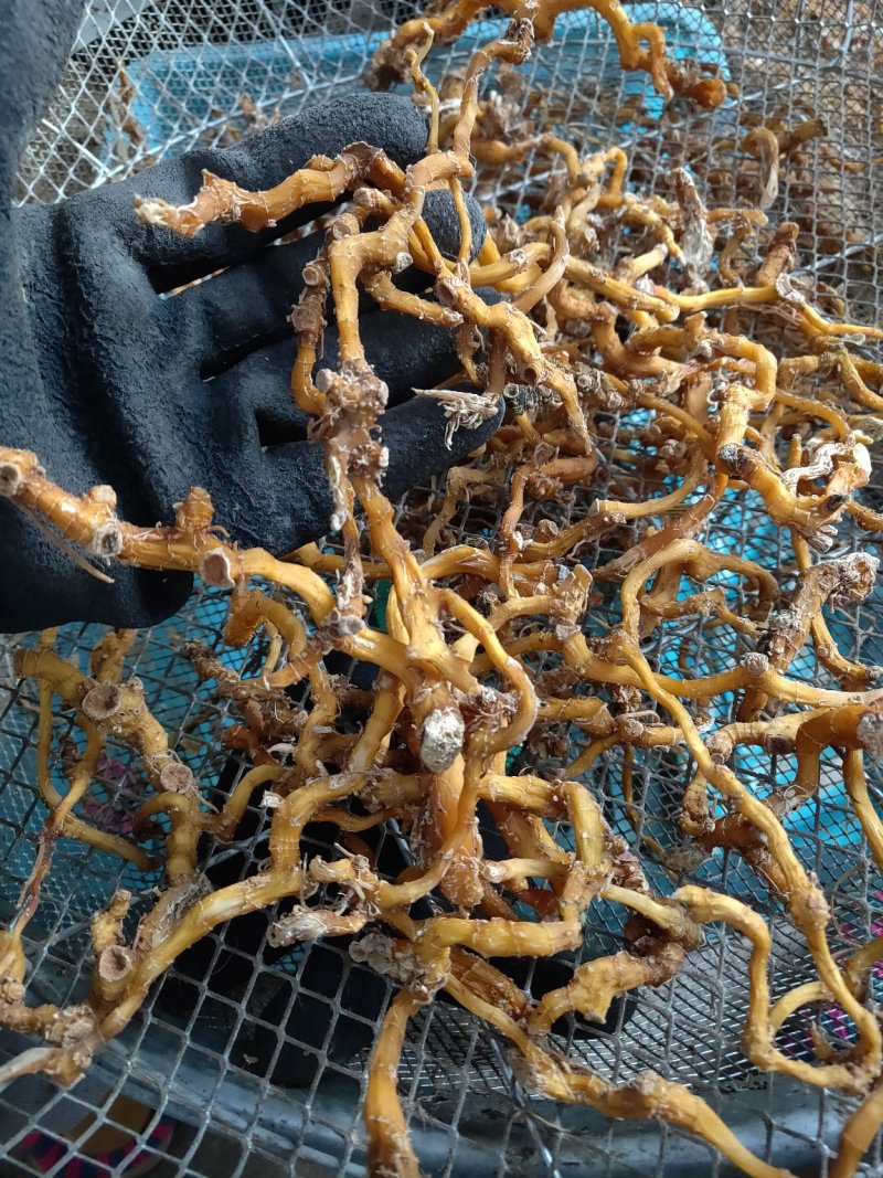 云南野生玉竹玉竹干无硫