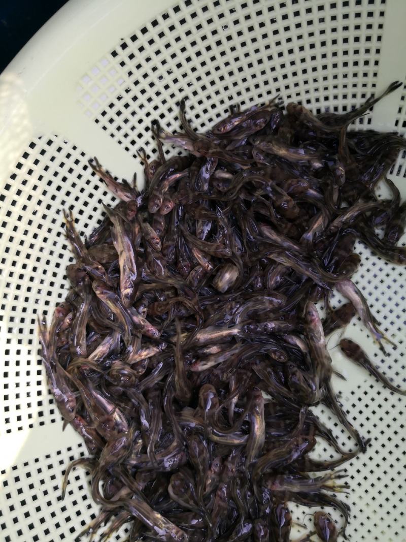 黄骨鱼苗、黄颡鱼苗、（杂交黄骨鱼苗）生长快、抗病历强、