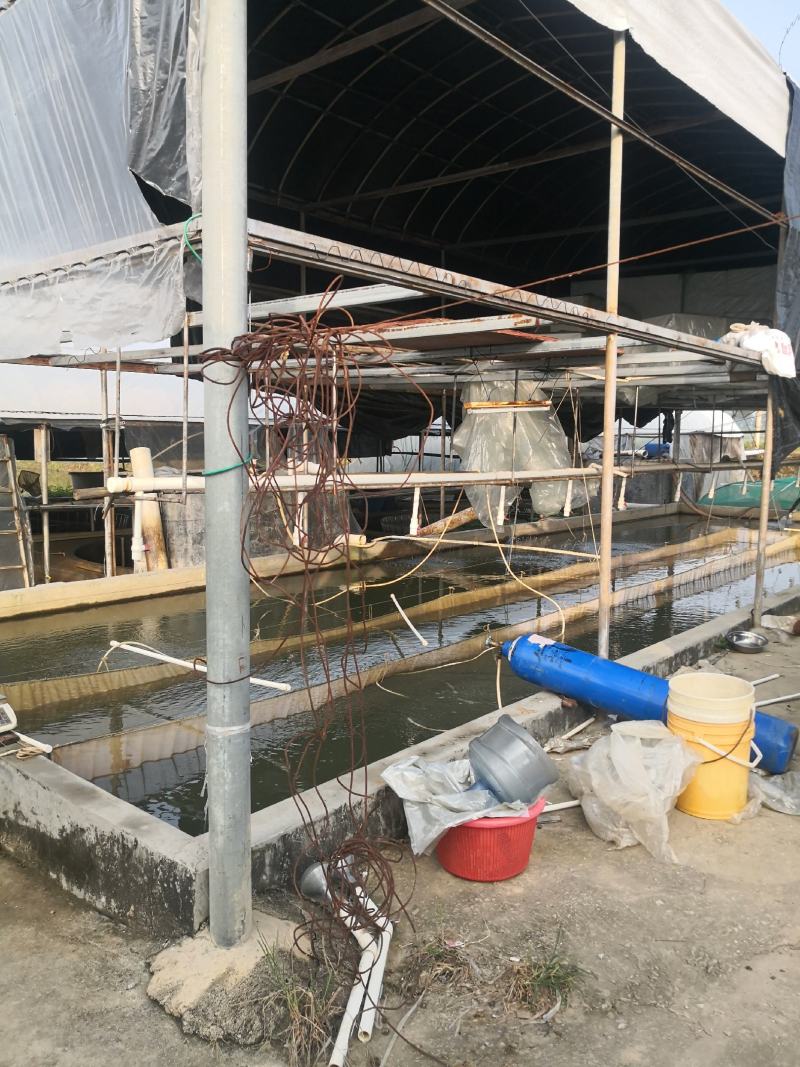 黄骨鱼苗、黄颡鱼苗、（杂交黄骨鱼苗）生长快、抗病历强、