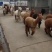 宠物羊驼品相好高雅美观养殖基地一手货源