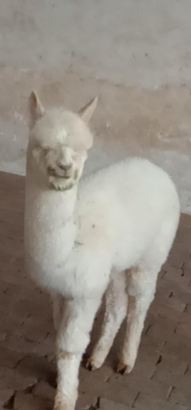 宠物羊驼品相好高雅美观养殖基地一手货源